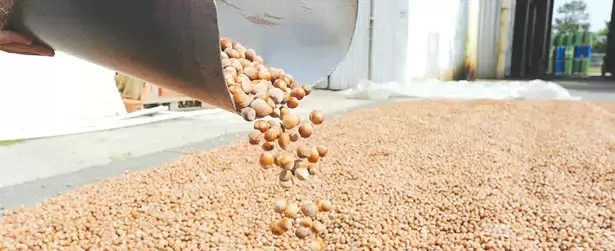 Fındık Sezonu Hayal Kırıklığıyla Başlıyor