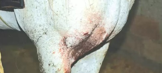 Yarış Atını Bıçakladılar