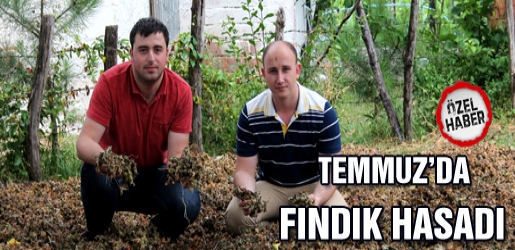 Şimdiden Fındık Toplamaya Başladılar