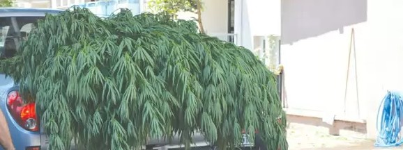 Fatsa’da Hint Keneviri Ele Geçirildi