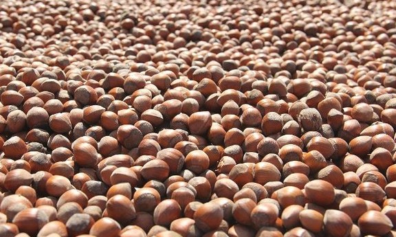 Gıda Tarım ve Hayvancılık Bakanlığı Fındık Rekolesi Tahmini’ni Salladı