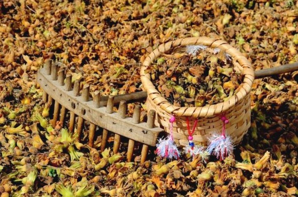 Tüm İllerin Fındık Rekoltesi