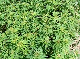 Ulubey’de 18 adet kök kenevir, 400 gram kubal esrar yakalandı