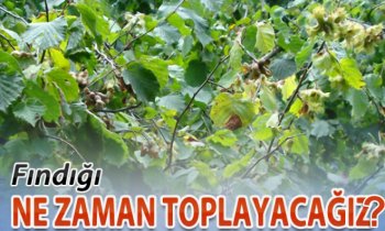 Ordu’da Fındık Ne Zaman Toplanacak?