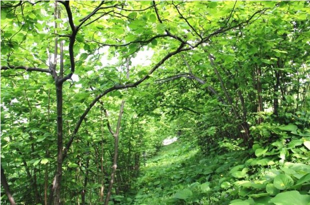 Ordu’da Bu Yıl 61 Kişiyi Yılan Soktu