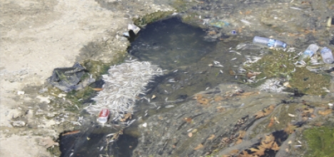 Balık Ölümleri Şimdide Bülbül Deresi’nde