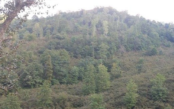 Amcaoğullarının Kavgası Kanlı Bitti 1 Ölü