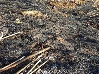 Seyit Torun’un Fındık Bahçesi’nde Yangın