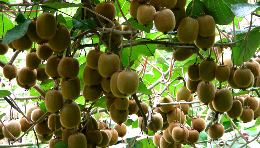 Kivi hasadı başlıyor