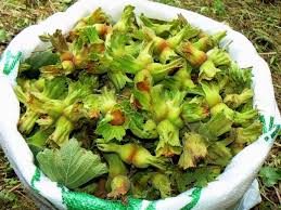 Ordu’dan Güncel Fındık Fiyatları