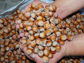 Ordu’da Fındık Fiyatları Haftayı Bu Fiyatla Kapattı