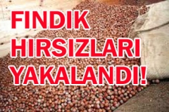 Ünye’de 67 Bin TL Değerinde Fındık Çalan Hırsızlar Yakalandı