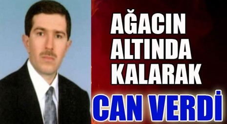 Ünye’de bir kişi kestiği ağacın altında kaldı