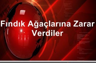 Ordu’da Kimliği Belirsiz Kişiler 130 Fındık Ocağını Kesti