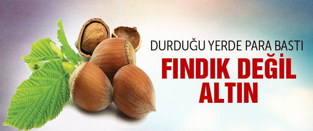 Ordu’da Fındık Fiyatları 15 TL’nin Üzerine Çıktı