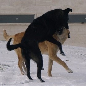 Aybastı’da köpek vahşeti sürüyor