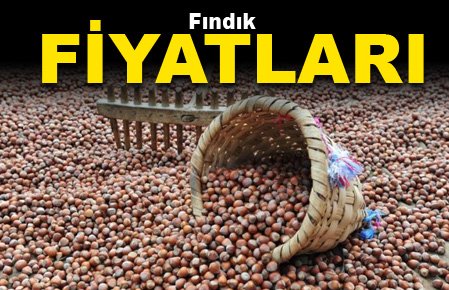 Ordu’da günün fındık fiyatları