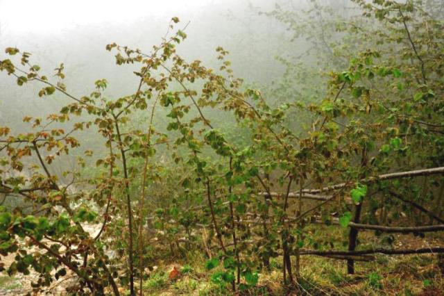 Ordu’da rekolte beklenenin de çok altında
