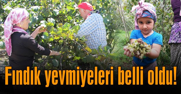 Fındık İşçi Yevmisi Belirlendi