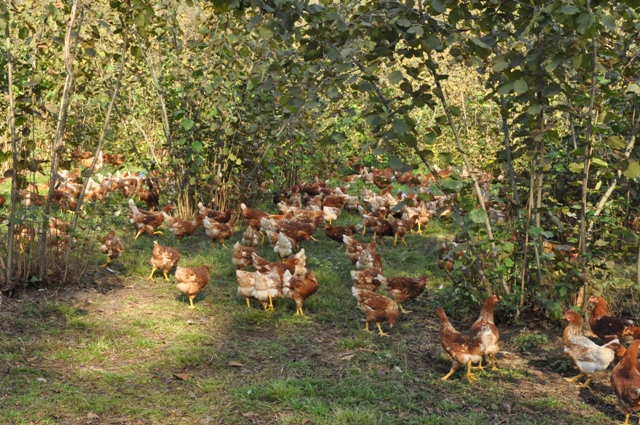 Tarım Müdürlüğü’ne kızdı tavuklarını yaktı