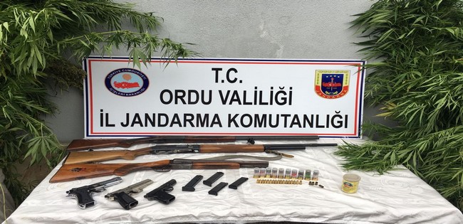 Ordu’da 97 kök kenevir ele geçirildi