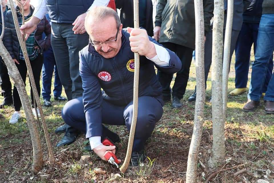 Vali Yavuz, Fındıkta Verimi Artırma Çalışmalarını Yerinde İnceledi