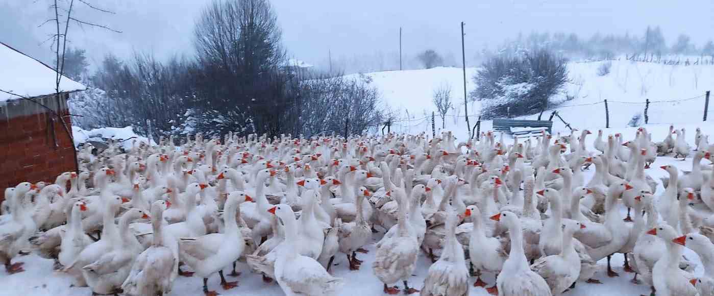 YAYLALAR KAZLARLA ŞENLENDİ