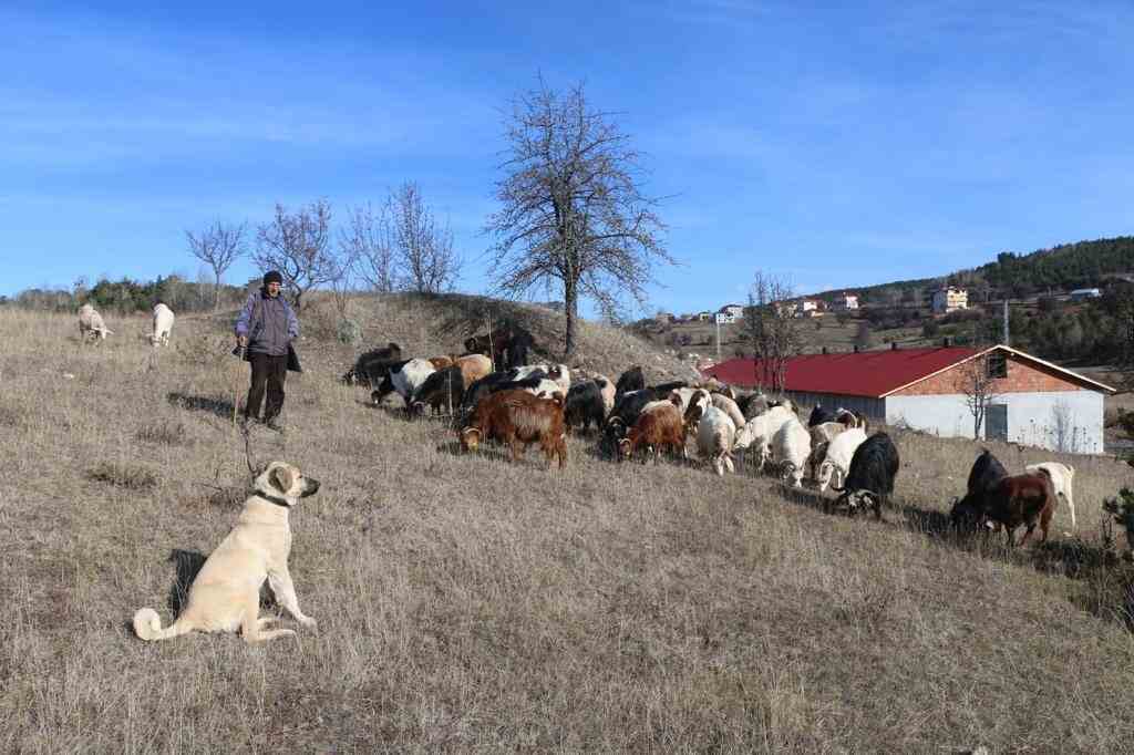 HALEP KEÇİLERİ ORDU’YU SEVDİ