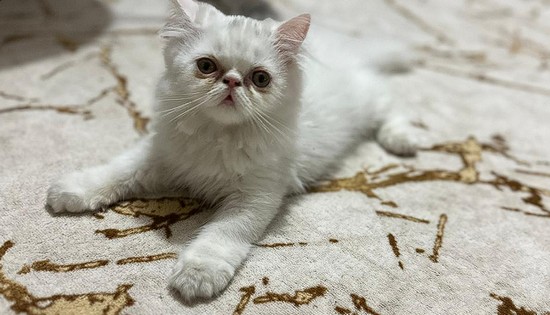 Şaşırtıcı kedi ilanlarıyla tanışın