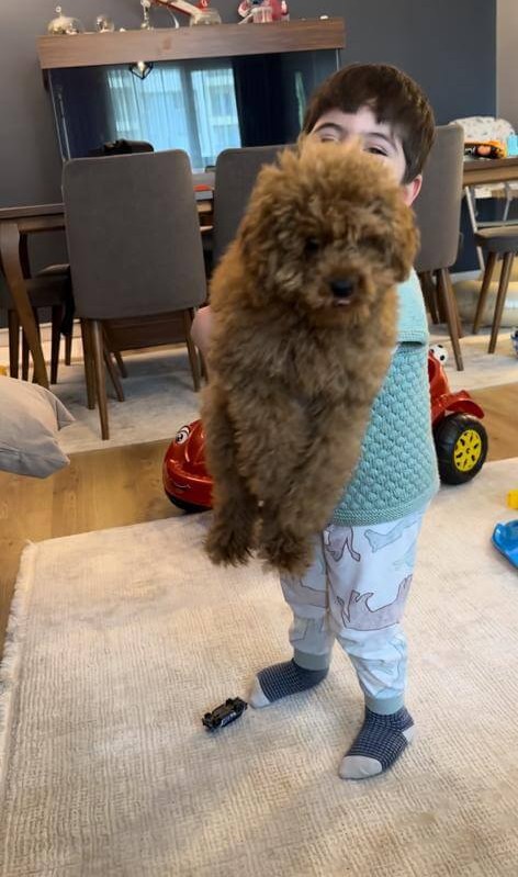 Ücretsiz Köpek Sahiplendirme İlanları: İhtiyacınız Olan Her Şey Burada